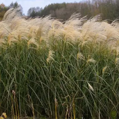 Мискантус ВАНИЛЛА СКАЙ китайский в Лиде