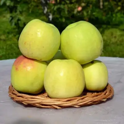 Яблоня БИРСКОЕ ГРУШЕВОЕ (БИЧИК) в Лиде