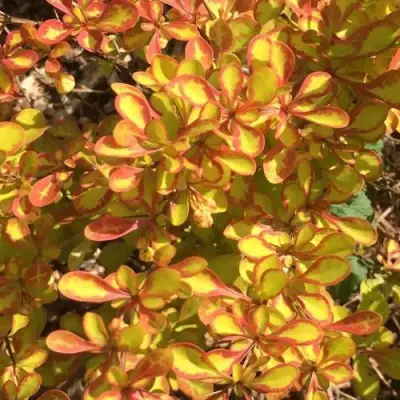 Барбарис САММЕР САНСЕТ тунберга в Лиде