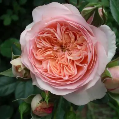 саженцы розы Сурир Де Хавр