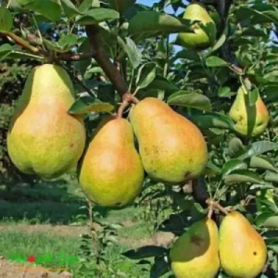 Груша ДОБРЯНКА в Лиде