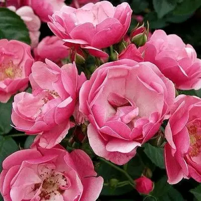 Роза АНГЕЛА флорибунда в Лиде