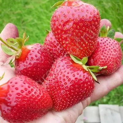 Клубника ЭЛИАНЕ в Лиде