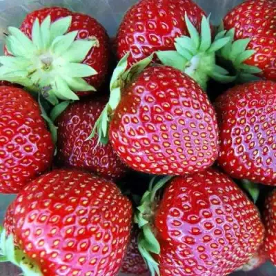 Клубника МАЛЬВИНА в Лиде