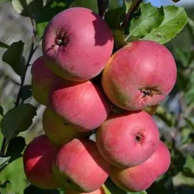 Яблоня ВЭМ-РОЗОВЫЙ в Лиде
