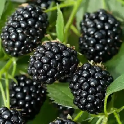 Ежевика ТРИПЛ КРАУН бесшипная  в Лиде