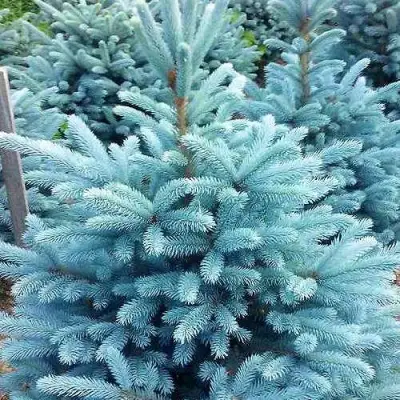 Ель МАДЖЕСТИК БЛЮ колючая в Лиде