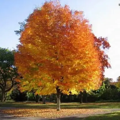 Клен серебристый в Лиде