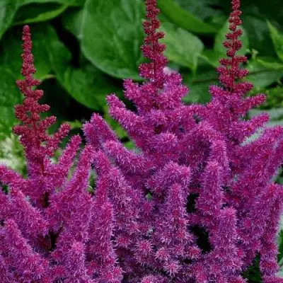 Астильба БЛЭК ЭНД БЛУ китайская в Лиде