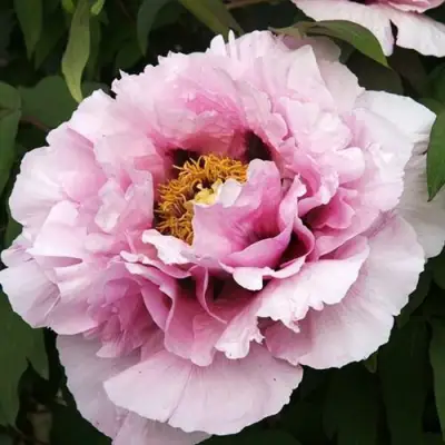 Пион РОЗОВАЯ РЕКА древовидный в Лиде