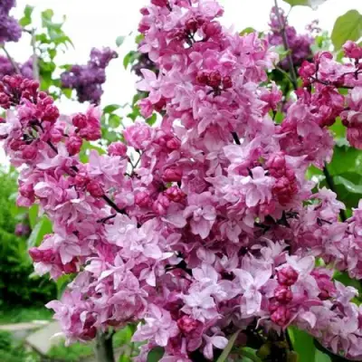 Сирень ОЛИМПИАДА КОЛЕСНИКОВА в Лиде