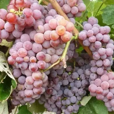 Виноград РИЛАЙНС ПИНК СИДЛИС в Лиде