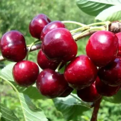 Вишня ВЯНОК в Лиде