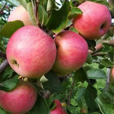 Яблоня ТЕРЕМОК в Лиде