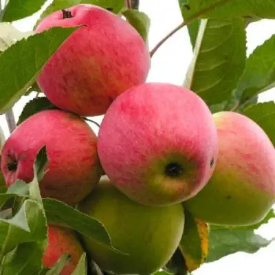 Яблоня МЕЧТА в Лиде