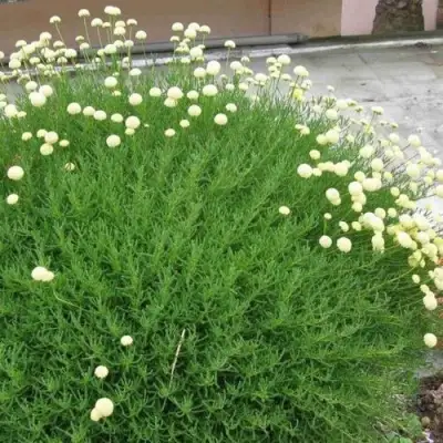 Сантолина зеленеющая в Лиде