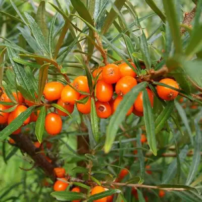 Облепиха БОТАНИЧЕСКАЯ в Лиде