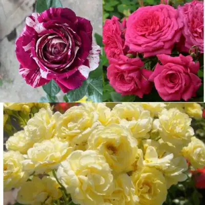 Комплект РОЗОВЫЙ АКЦЕНТ в Лиде