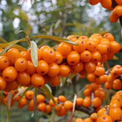 Облепиха РОСИНКА в Лиде