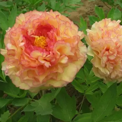 Пион ЗОЛОТАЯ РОССЫПЬ древовидный в Лиде