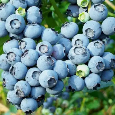 Голубика ПУРУ в Лиде