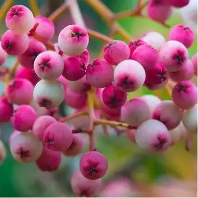 Рябина ПИНК сладкоплодная в Лиде