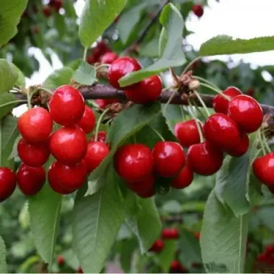 Черешня ДОНЕЦКАЯ КРАСАВИЦА в Лиде