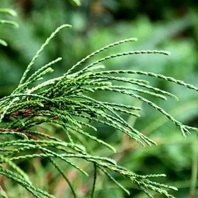 Туя ВИПКОРД складчатая в Лиде