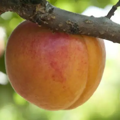  АПРИУМ в Лиде