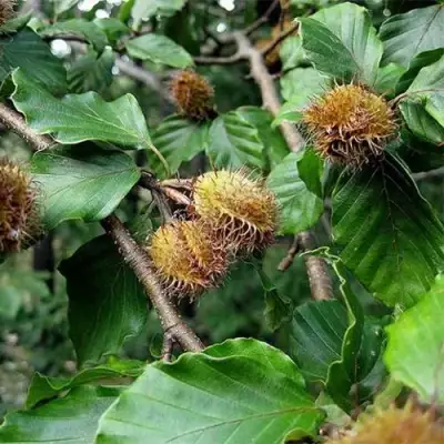 Бук обыкновенный в Лиде