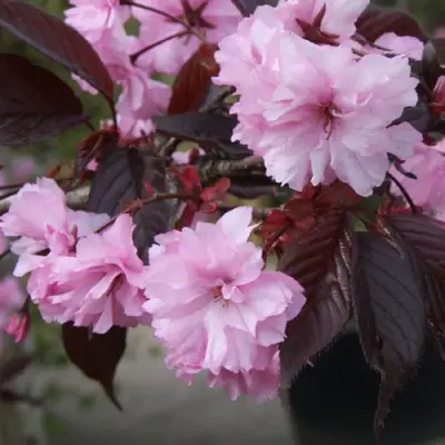 Сакура РОЯЛ БУРГУНДИ в Лиде