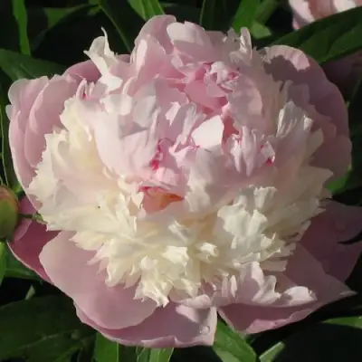 Пион ЩЕРБЕТ травянистый в Лиде