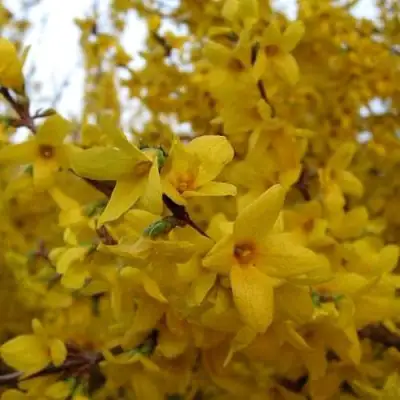 Форзиция ТАРАНДТ промежуточная в Лиде