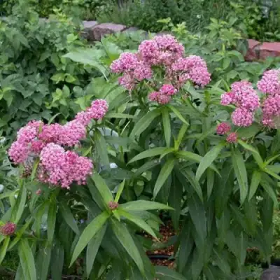 Ваточник МЯСО-КРАСНЫЙ в Лиде