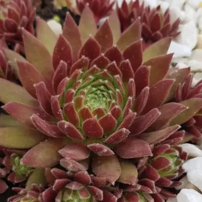 Молодило ЛЮФТШПРУНГ в Лиде