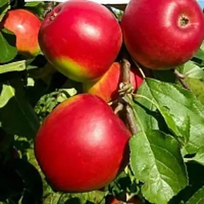 Яблоня РЕДФРИ в Лиде