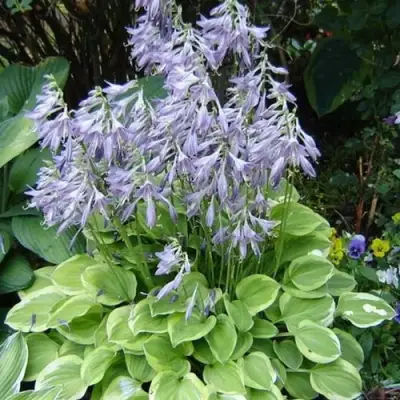 Хоста ГОЛДЕН ТИАРА в Лиде