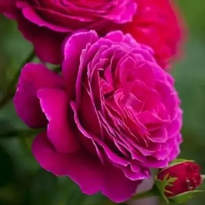 Роза МАЛИНОВЫЙ ЗВОН чайно-гибридная в Лиде