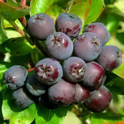 Рябина ЛИКЁРНАЯ сладкоплодная в Лиде