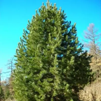 Сосна кедровая сибирская в Лиде