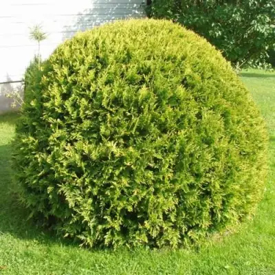 Туя ДАНИКА АУРЕА западная в Лиде