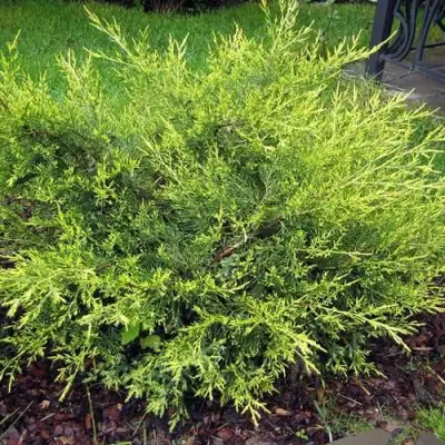 Можжевельник КУРИВАО ГОЛД китайский в Лиде