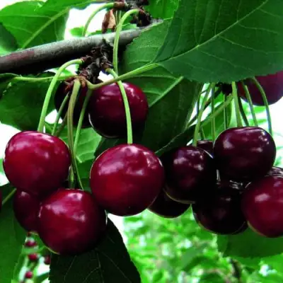 Дюк ЖИВИЦА (ЧЕРЕВИШНЯ) в Лиде