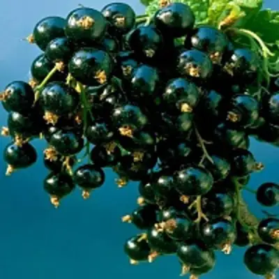 Смородина чёрная ИЗЮМНАЯ в Лиде