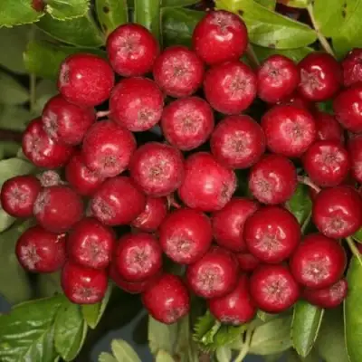 Рябина РУБИНОВАЯ сладкоплодная в Лиде