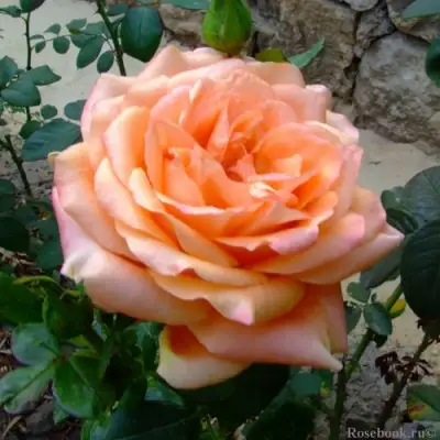 Роза ЭЛЬДОРАДО чайно-гибридная в Лиде