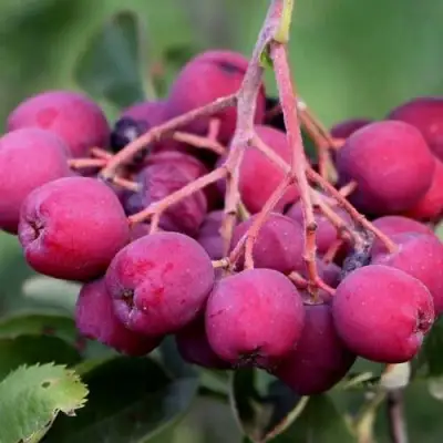 Рябина ДЕСЕРТНАЯ МИЧУРИНА сладкоплодная в Лиде