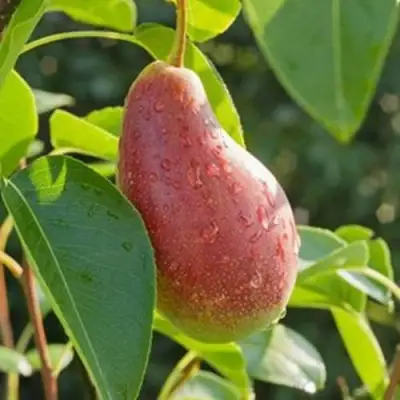 Груша ЯКОВЛЕВСКАЯ в Лиде