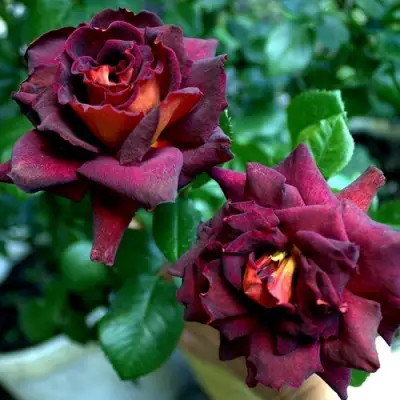 Роза ЭДДИ МИТЧЕЛЛ чайно-гибридная в Лиде