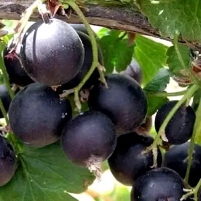 ЙОШТА в Лиде